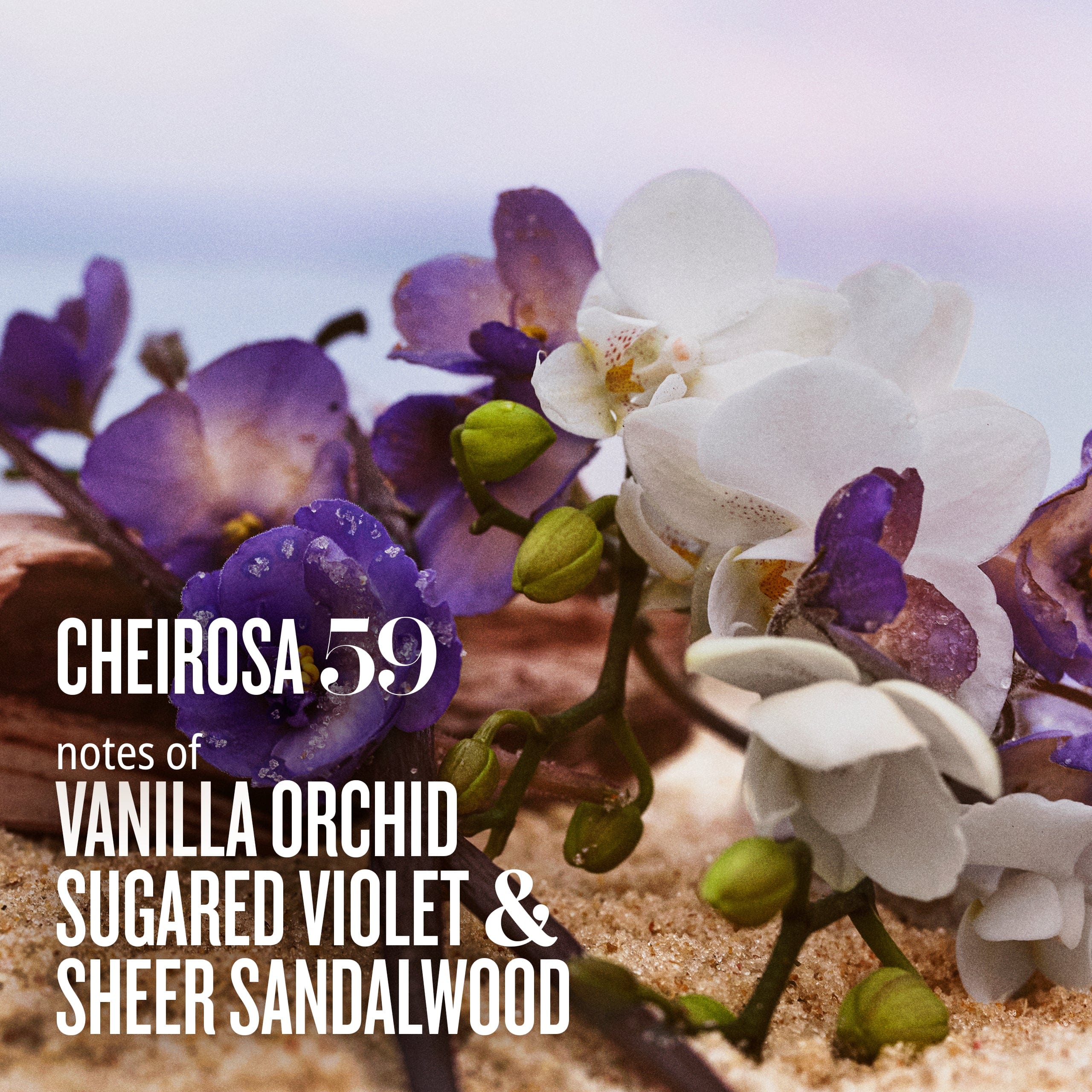 cheirosa 59 notes of vanilla orchid sugared violet & sheer sandalwood